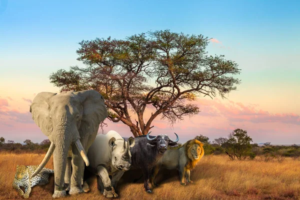 African Big Five zachód słońca — Zdjęcie stockowe