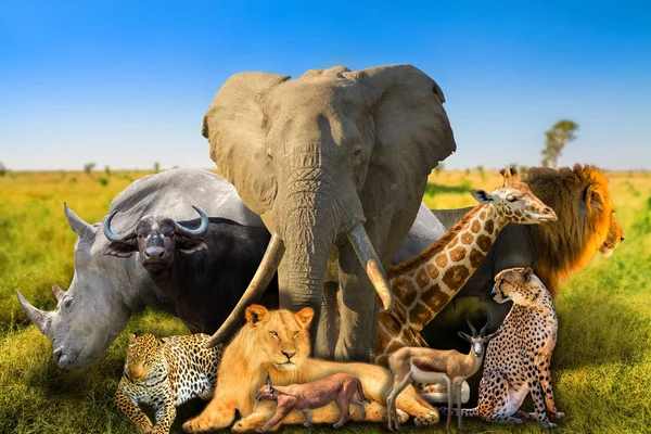 Wild african animals background — Stock Photo, Image