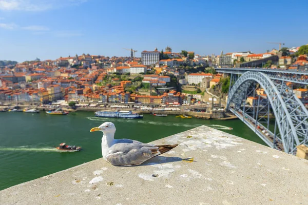 Gabbiano dello skyline di Porto — Foto Stock