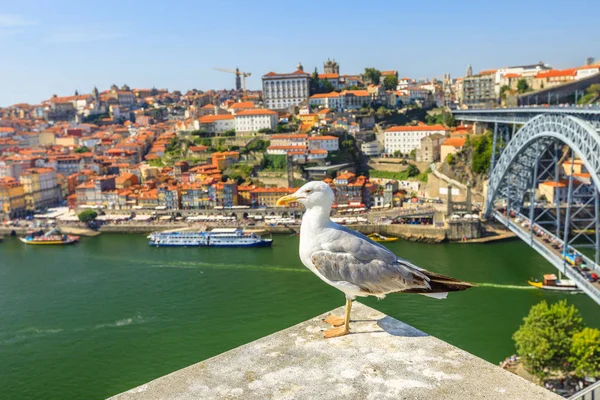 Gabbiano dello skyline di Porto — Foto Stock