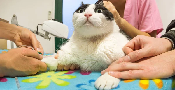 Veteriner kan nakli kedi — Stok fotoğraf