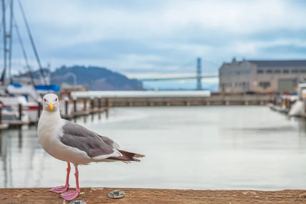 San Francisco Seagull — Stok fotoğraf