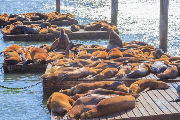 Θαλάσσια λιοντάρια του Pier 39 — Φωτογραφία Αρχείου