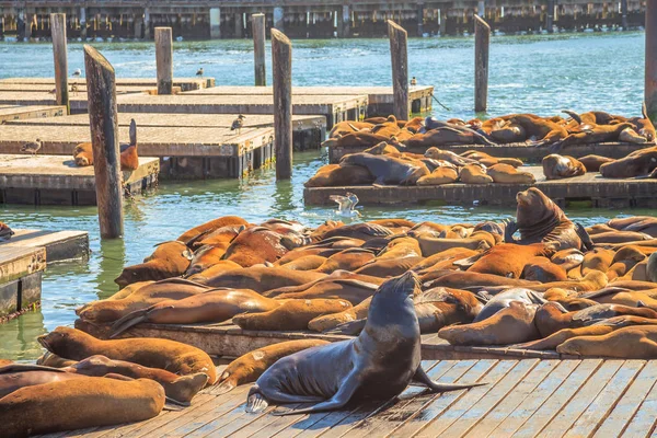 Pier 39 nábřeží lvi — Stock fotografie