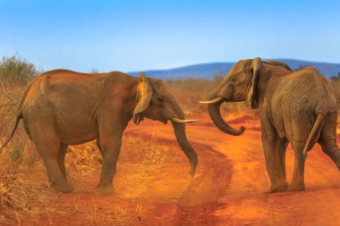 Her, kırmızı kum üzerinde karşı karşıya iki yetişkin filler, Loxdonta Africana. Oyun sürücü safari içinde Madikwe rezerv, Güney Afrika, Botswana ve Kalahari Çölü. Afrika fili, büyük beş parçasıdır.