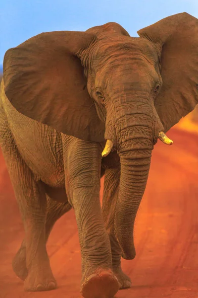 Afrikai elefánt, a vörös sivatagban — Stock Fotó