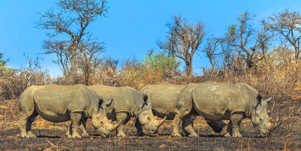 Four white rhinos — Stock Photo, Image