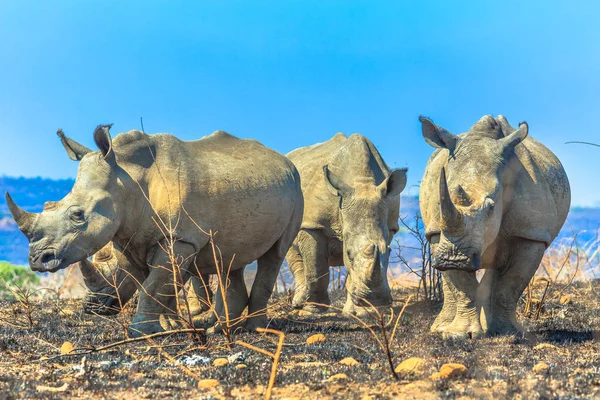 Rinoceronti bianchi a Umfolozi — Foto Stock