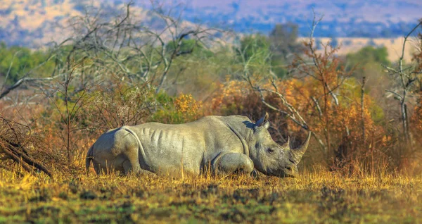 White Rhino w Pilanesberg — Zdjęcie stockowe