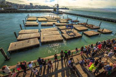 Deniz aslanları hava