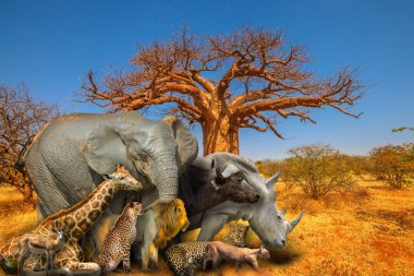 Afrika hayvanları ve Baobab arka plan
