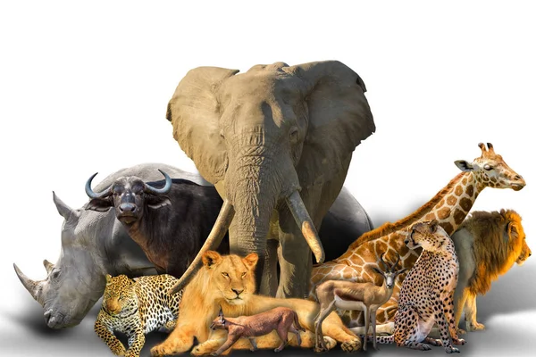 Afrikai állatok kollázs — Stock Fotó