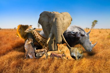Vahşi Afrika hayvanları kompozisyon
