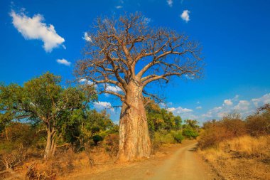Güney Afrika Baobap