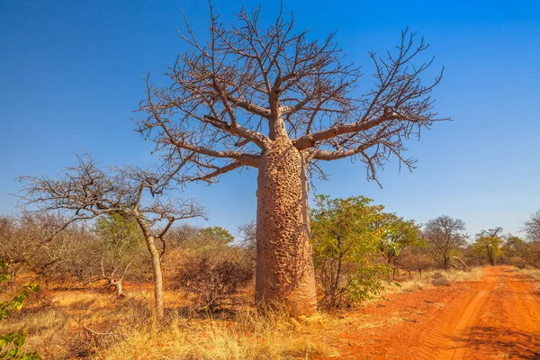 Baobab 树南非 — 图库照片