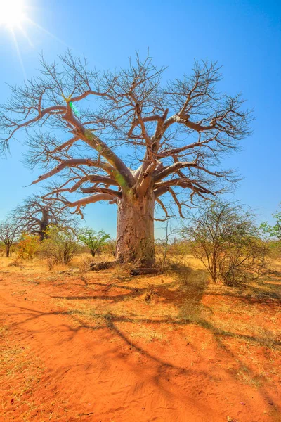 Baobab-puu Limpopo — kuvapankkivalokuva