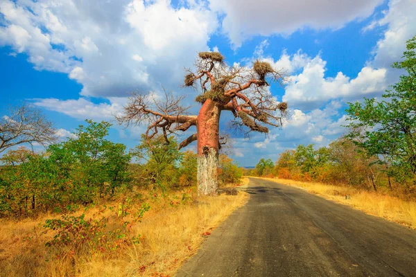 Baobab in Musina — Stock Photo, Image