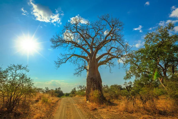 日落 baobab 南非 — 图库照片