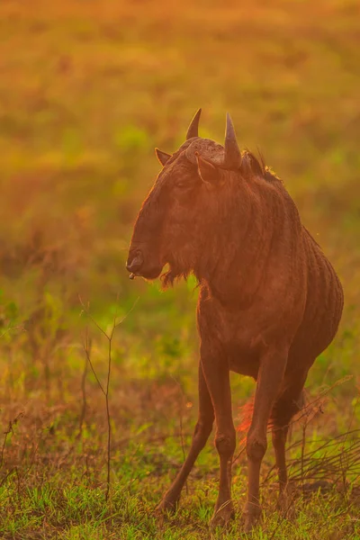 Becerro de Wildebeest — Foto de Stock