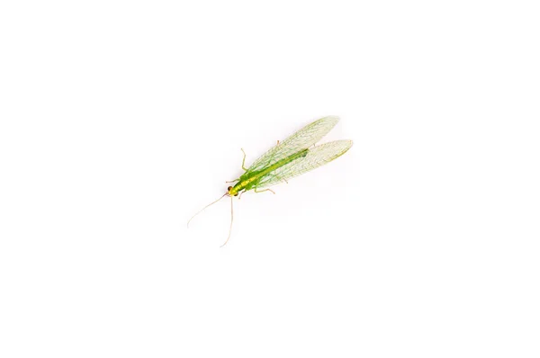 Insecto lacewings verde — Foto de Stock