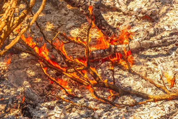 Busch in Flammen — Stockfoto