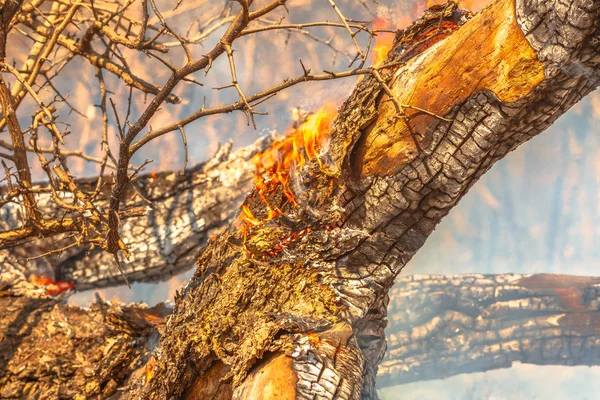 Tronco de árvore em chamas — Fotografia de Stock