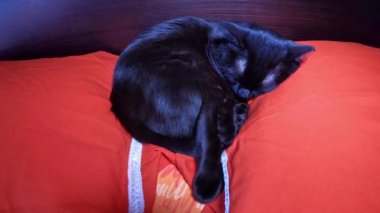 Kedi yatakta uyuyor.