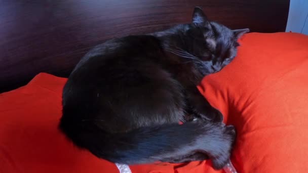 Gato durmiendo en la cama — Vídeo de stock