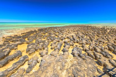 Stromatolites Western Australia clipart