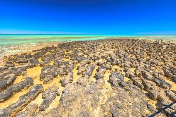 Stromatolites Nyugat-Ausztrália — Stock Fotó