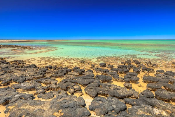 Stromatolites at Hamelin Pool — Stock Photo, Image