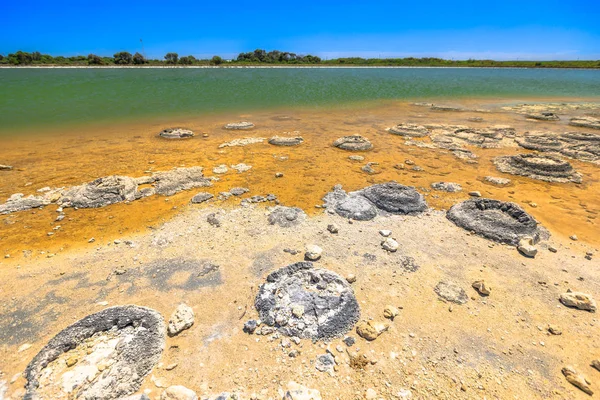 Stromatolites Lake Thetis — Stock Photo, Image