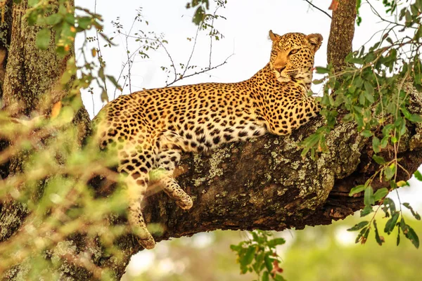 Leopard on tree — Zdjęcie stockowe