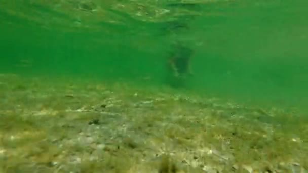 Apnea femenina bajo el agua en Shark Bay — Vídeo de stock