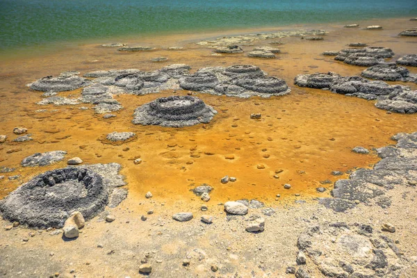 Stromatolites Lake Thetis — Stock Photo, Image