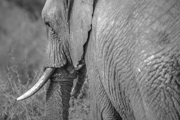 Слон на черно-белом — стоковое фото
