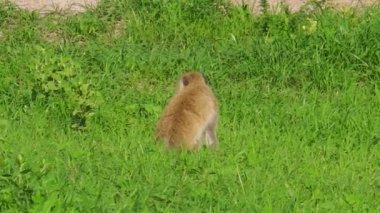 Vervet maymun. Mavi testis maymun çim, Tarangire Milli Parkı, Tanzanya, Afrika yaşayan Chlorocebus Pygerythrus türler.