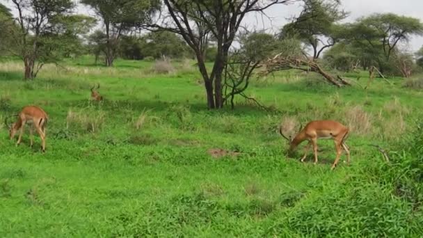 Tanzanya'nın Impala antilop — Stok video