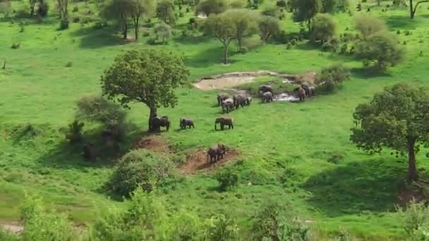 Vista aérea de elefantes africanos — Vídeos de Stock