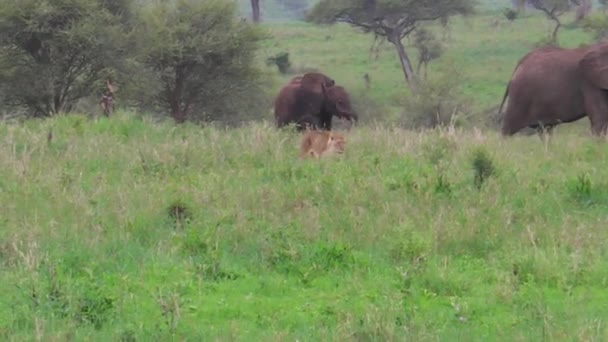 Lioness hunting elephants — Stock Video