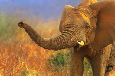 African Elephant in savannah clipart