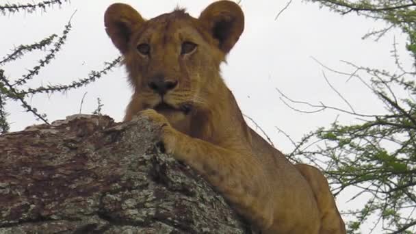 Junger Löwe auf Baum — Stockvideo