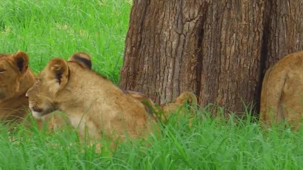 Afrikanischer Löwenstolz — Stockvideo