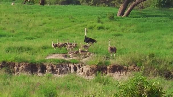 Famille des autruches africaines avec bébés — Video