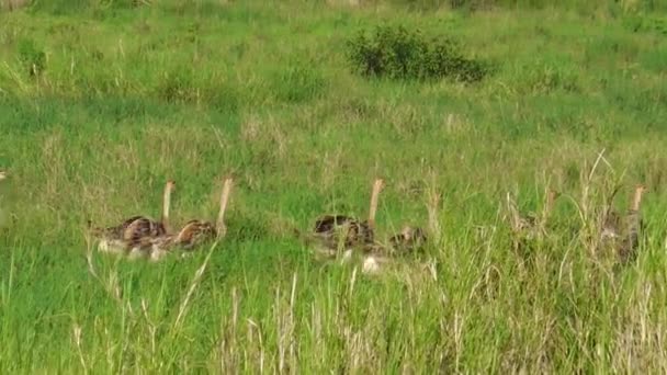 Νέοι στρουθοκάμηλοι στο εθνικό πάρκο Tarangire — Αρχείο Βίντεο