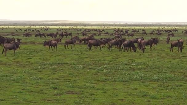 Besättningen av afrikanska gnuer migration — Stockvideo