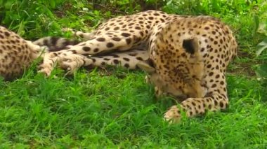 Çitalar Ngorongoro koruma alanı içinde