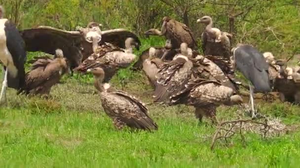 White-backed gier eten — Stockvideo