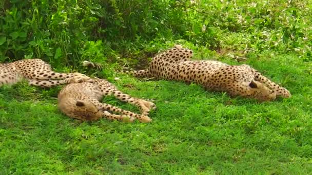 Τσίτα cubs αναπαύεται στο γρασίδι — Αρχείο Βίντεο