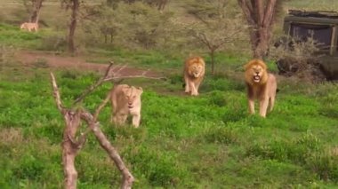 Afrika aslanı gurur